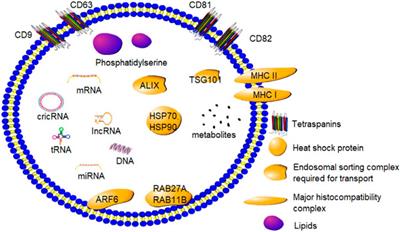 Exosomes: The role in mammalian reproductive regulation and pregnancy-related diseases